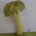 Russula virescens